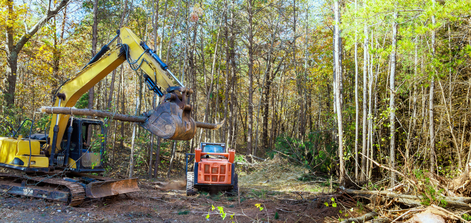 Forestry mulching by Coastwide Contractors, Newcastle, Port Stephens, Mid North Coast, Hunter Valley. Heavy machinery clearing and mulching forest. Vegetation management company. Vegetation management and forestry mulching contractors.