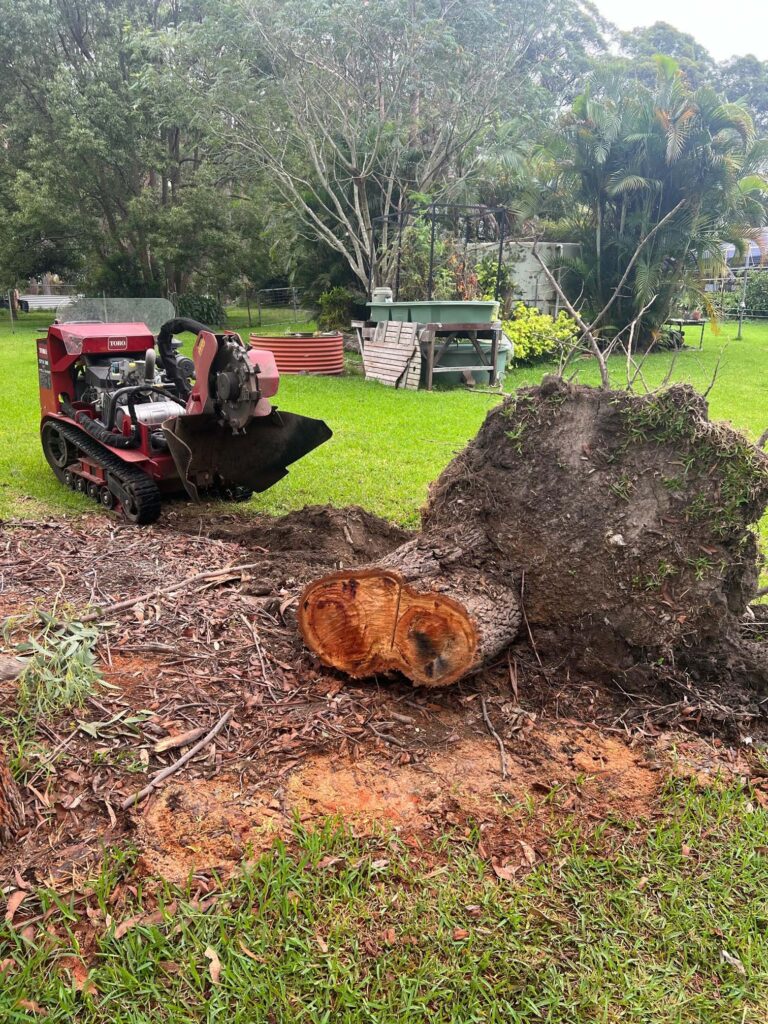 Stump grinder grinding tree stump. Coastwide Contracting Tree Stump Removal and Tree Stumo Grinding Services in Newcastle, Port Stephens, Mid North Coast, Maitland and The Hunter Valley.