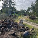 Goat eating vegetation and clearing land on difficult terrain. Goat eating vegetation on track covered in logs and debris. Coastwide Contractiing goat hire and goat rental services for clearing land and vegetation. Commercial and residential goat hire and rental in Newcastle, The Hunter Valley, Port Stephens and mid-North Coast, NSW.