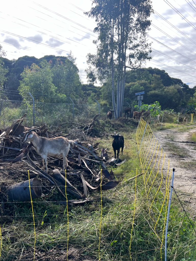 Goats eating vegetation on a track lane on commercial property. Goat hire and goat rental services by Coastwide Contracting in Newcastle, Hunter Valley, Port Stephens NSW. Hire goats to clear land and vegetation. Residential properties. Commercial properties: Farms, Schools, local councils.