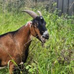 Rental goat in yard, eating grass, lantana, blackberry, privet, fireweed, broadleaf weeds. Goat rental and goat hire to clear weeds, grass and land in Newcastle, Hunter, Port Stephens. Coastwide Contracting goat hire and goat rental
