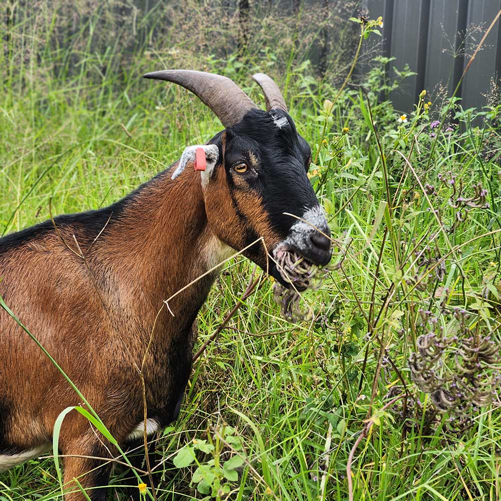 Rental goat in yard, eating grass, lantana, blackberry, privet, fireweed, broadleaf weeds. Goat rental and goat hire to clear weeds, grass and land in Newcastle, Hunter, Port Stephens. Coastwide Contracting goat hire and goat rental