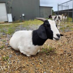 Rental goat in yard, eating grass, lantana, blackberry, privet, fireweed, broadleaf weeds. Goat rental and goat hire to clear weeds, grass and land in Newcastle, Hunter, Port Stephens. Coastwide Contracting goat hire and goat rental