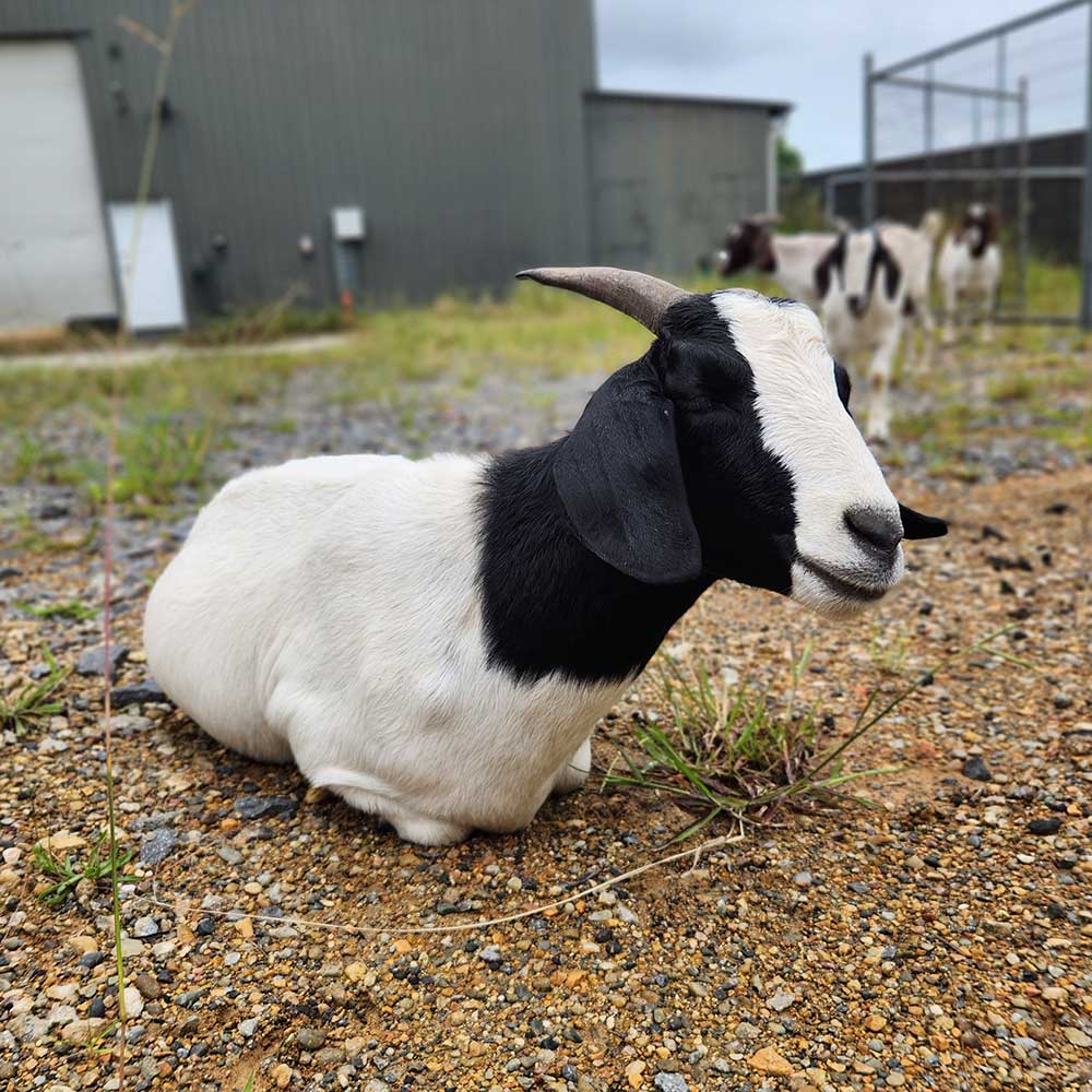 Rental goat in yard, eating grass, lantana, blackberry, privet, fireweed, broadleaf weeds. Goat rental and goat hire to clear weeds, grass and land in Newcastle, Hunter, Port Stephens. Coastwide Contracting goat hire and goat rental