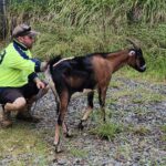 Goat Hire Services by Coastwide contracting. Goat Hire and Goat rental for vegetation management in Newcastle, Mid North Coast, Maitland, Rutherford, Taree, Hunter Valley, Forster, Tuncurry, NSW.