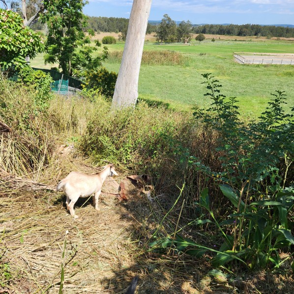 Rental goat in yard, and residential properties, eating grass, lantana, blackberry, privet, fireweed, broadleaf weeds. Goat rental and goat hire to clear weeds, grass and land in Newcastle, Hunter, Port Stephens. Coastwide Contracting goat hire and goat rental