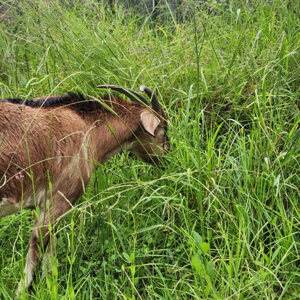 Goats eating grass, lantana, blackberry, privet, fireweed, broadleaf weeds. Goat rental and goat hire to clear weeds, grass and land in Newcastle, Hunter, Port Stephens. Coastwide Contracting goat hire and goat rental
