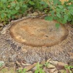 Palm Stump. Palm Stump removal from Coastwide Contracting, Newcastle, Hunter Valley, Port Stephens and Mid North Coast. How to remove palm stump.