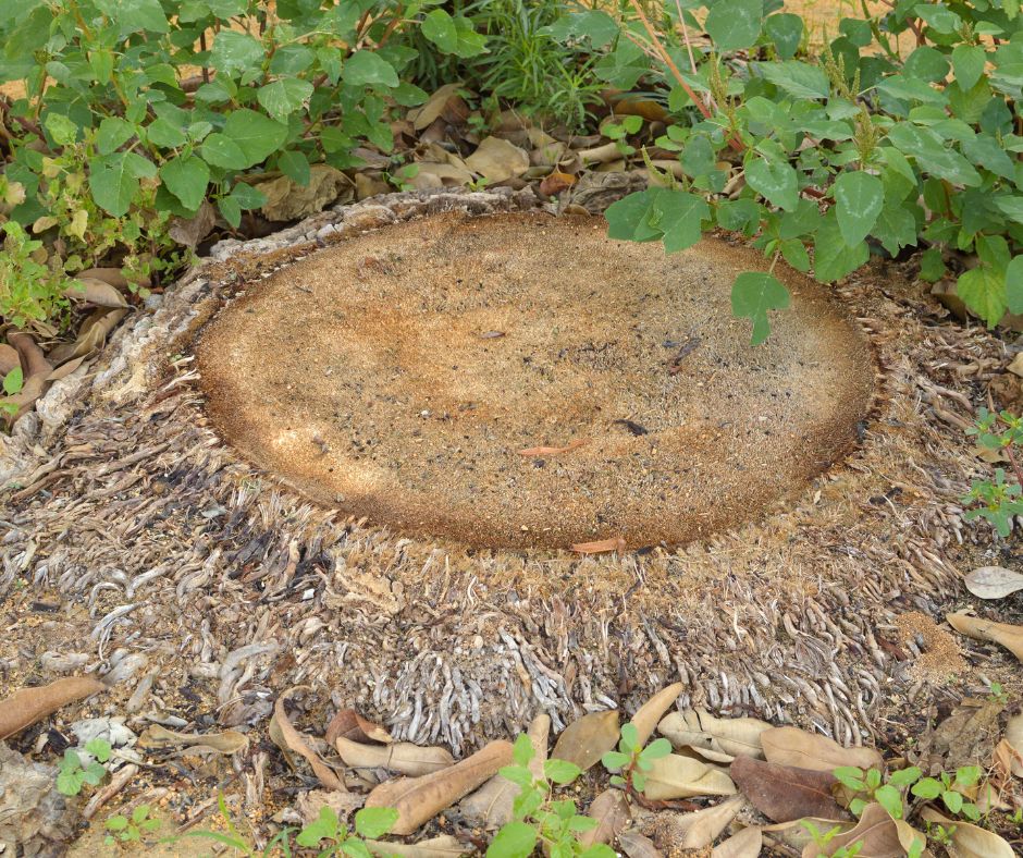 Palm Stump. Palm Stump removal from Coastwide Contracting, Newcastle, Hunter Valley, Port Stephens and Mid North Coast. How to remove palm stump.