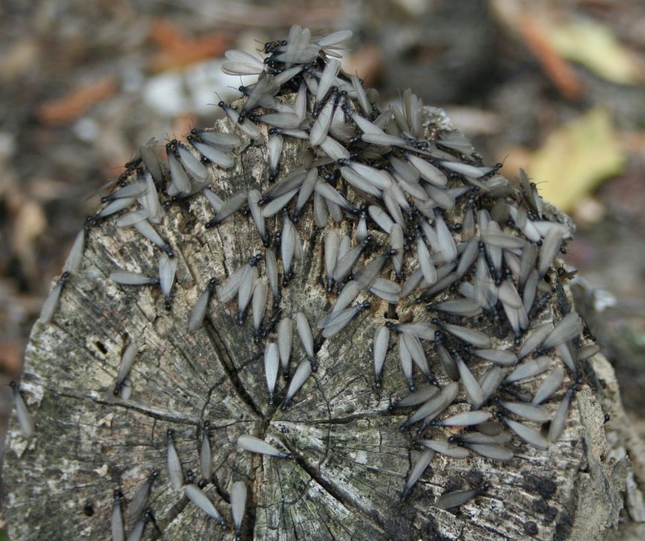 Ants crawling over dead tree stump. Coastwide Contracting Tree Stump Removal and Tree Stumo Grinding Services in Newcastle, Port Stephens, Mid North Coast, Maitland and The Hunter Valley.