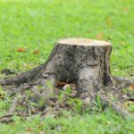Tree Stump in middle of garden. Tree stump removal and stump grinding services by coastwide contracting. Newcastle, Hunter Valley, Port Stephens, Mid North Coast NSW.
