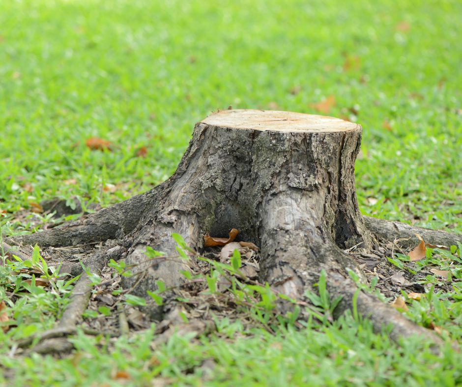 Tree Stump in middle of garden. Tree stump removal and stump grinding services by coastwide contracting. Newcastle, Hunter Valley, Port Stephens, Mid North Coast NSW.