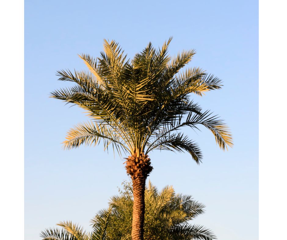 Canary Date Palm Common in NSW gardens. Palm tree stump removal services by Coastwide contracting.Golden Cane Palm (very common in suburban gardens) Canary Date Palm Fan Palm Dragan Tree Cocos Palm Alexander Palm Banglow Palm Yucca Trees. Newcastle, Hunter Valley, Port Stephens and mid north coast. reasonable stump grinding, stump removal and tree root removal costs.