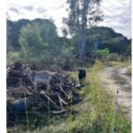 Goats eating vegetation on a track lane on commercial property. Goat hire and goat rental services by Coastwide Contracting in Newcastle, Hunter Valley, Port Stephens NSW. Hire goats to clear land and vegetation. Residential properties. Commercial properties: Farms, Schools, local councils.