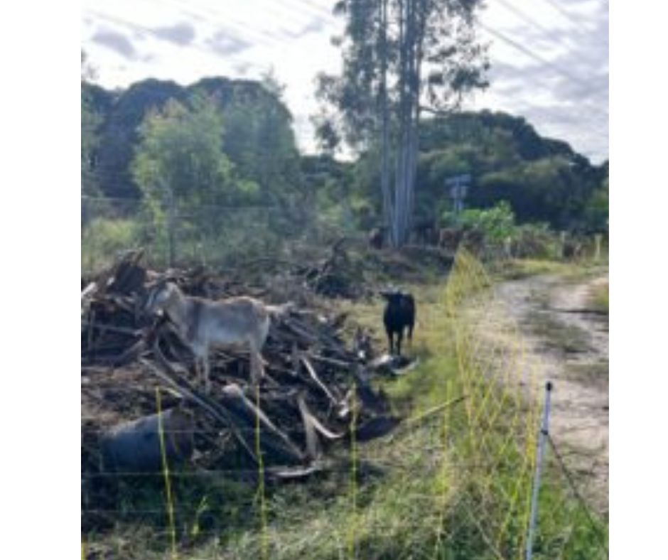 Goats eating vegetation on a track lane on commercial property. Goat hire and goat rental services by Coastwide Contracting in Newcastle, Hunter Valley, Port Stephens NSW. Hire goats to clear land and vegetation. Residential properties. Commercial properties: Farms, Schools, local councils.