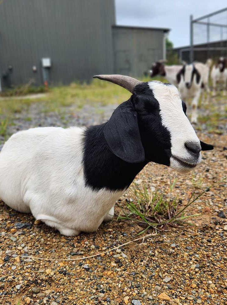 Goat Hire Services by Coastwide contracting. Goat Hire and Goat rental for vegetation management in Newcastle, Mid North Coast, Maitland, Rutherford, Taree, Hunter Valley, Forster, Tuncurry, NSW.