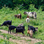 Goat Hire and Goat Rental by Coastwide Contracting. Goats feeding on vegetation. Goat Hire and Goat Rental for bushfire risk reduction, and vegetation management, weed control in Newcastle, Hunter Valley, Mid North Coast, Maitland, Taree, Rutherford, Forster, Tuncurry, NSW.