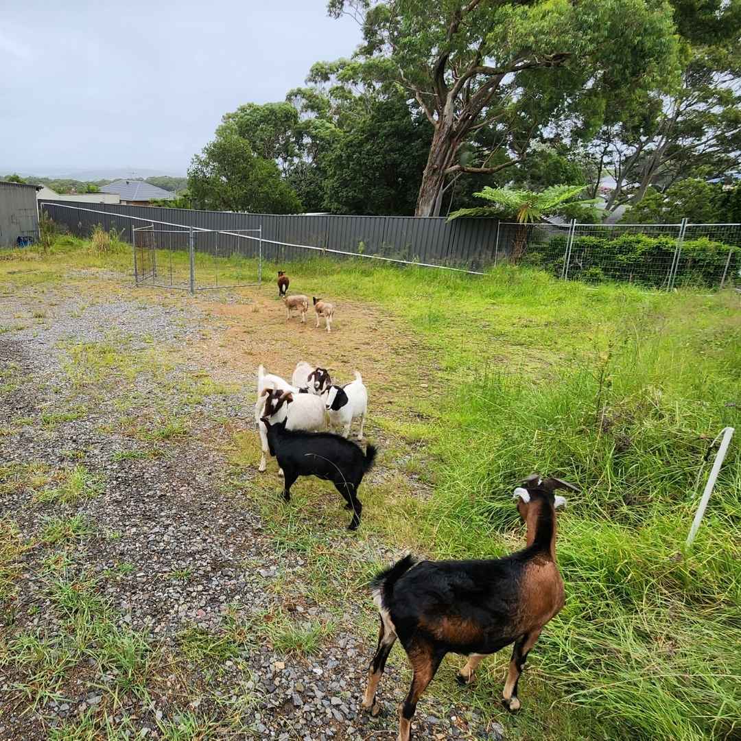 Goats clearing vegetation on commercial property in Newcastle NSW. Goat Hire Services by Coastwide contracting. Goat Hire and Goat rental for vegetation management in Newcastle, Mid North Coast, Maitland, Rutherford, Taree, Hunter Valley, Forster, Tuncurry, NSW.